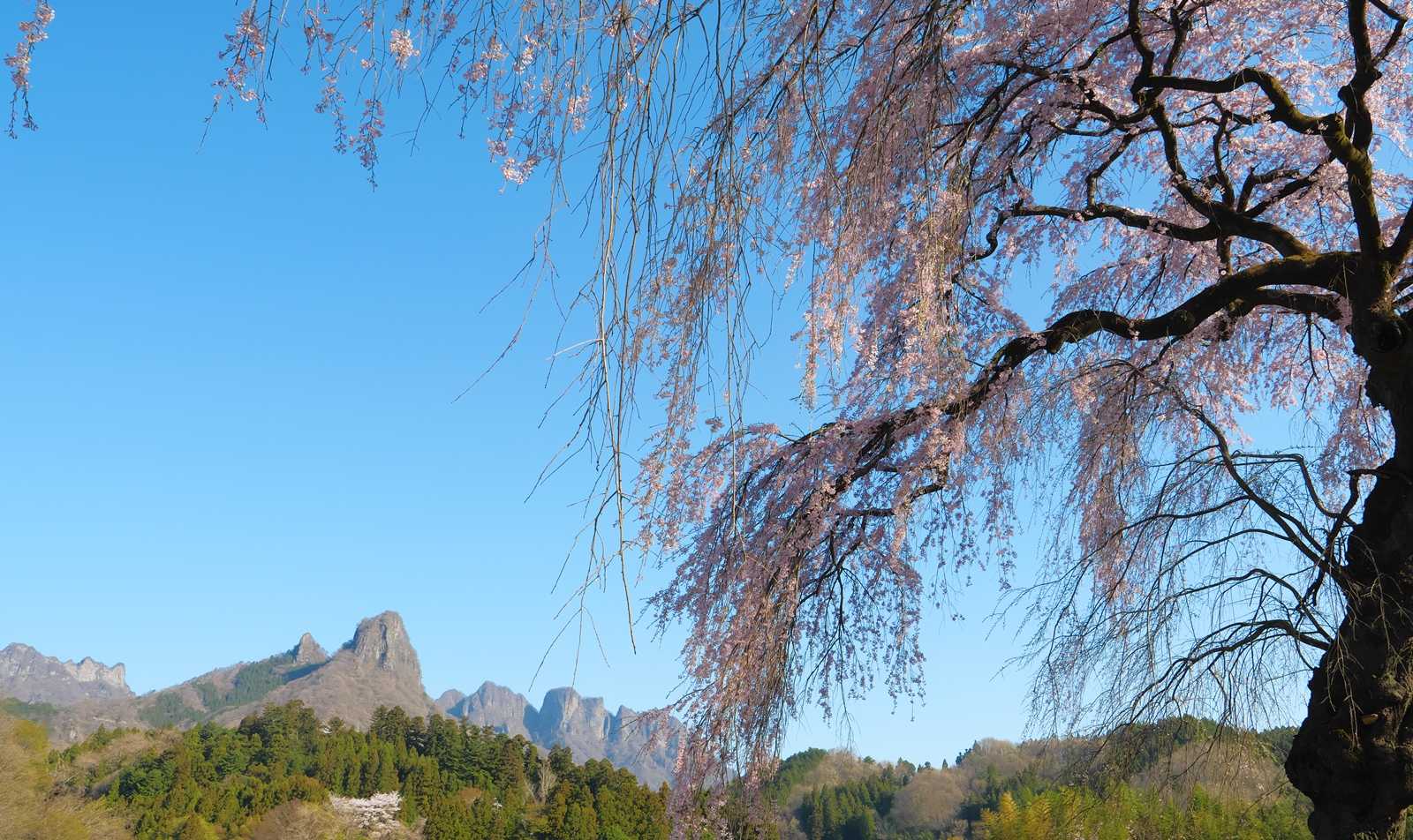 菅原のしだれ桜と妙義山 | シグマのカメラに魅せられて - 楽天ブログ