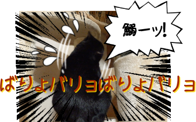 P6110044.png