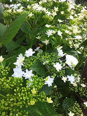 SH3L1191.jpg