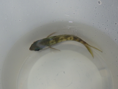 ウメイロ（Paracaesio xanthura）2　2016年沖縄採集　体色変化