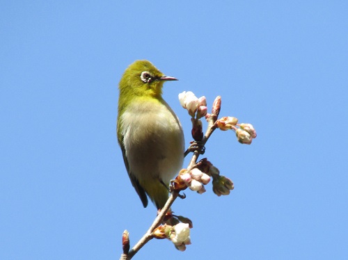 桜の花にメジロ