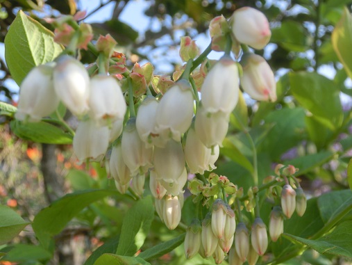 ブルーベリーの花