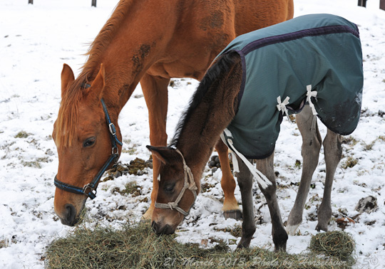 20130321_1002KaneshoBanana+Boy