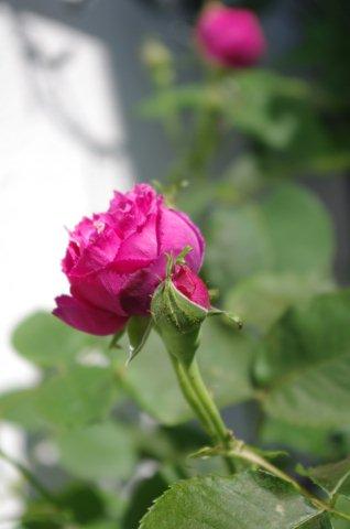 IMGP2315.jpg