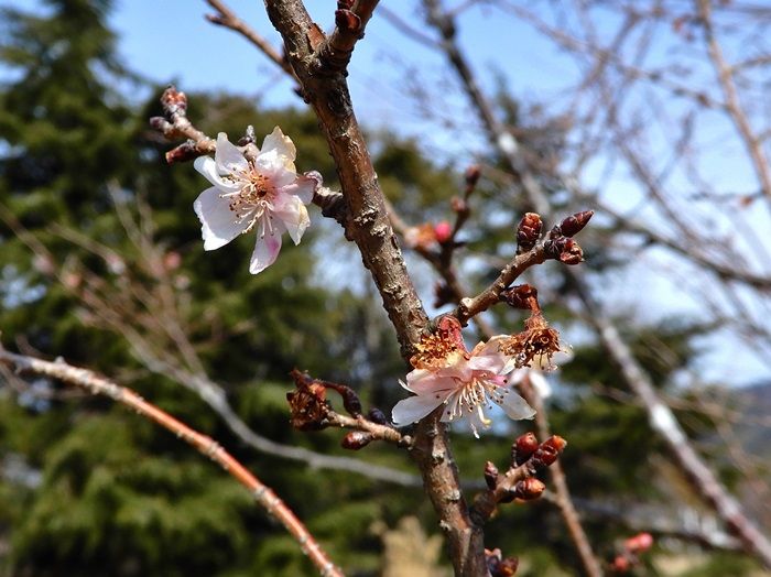十月桜5