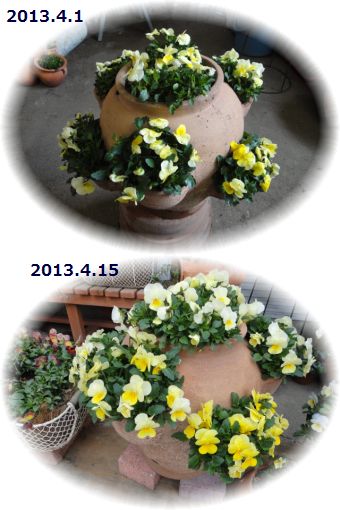 ストロベリーポットに植えたビオラ