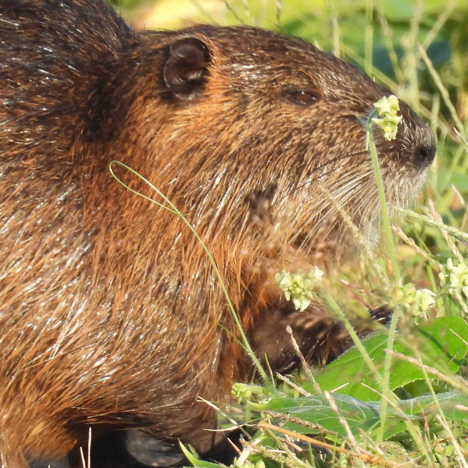 ヌートリアが逃げずに食べているのは何 北播磨野鳥巡礼 楽天ブログ