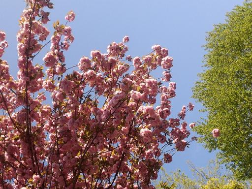 IMG_20130413_081323297.jpg