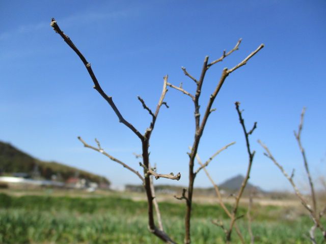 ブルーベリーが枯れそうです 園芸備忘録 楽天ブログ