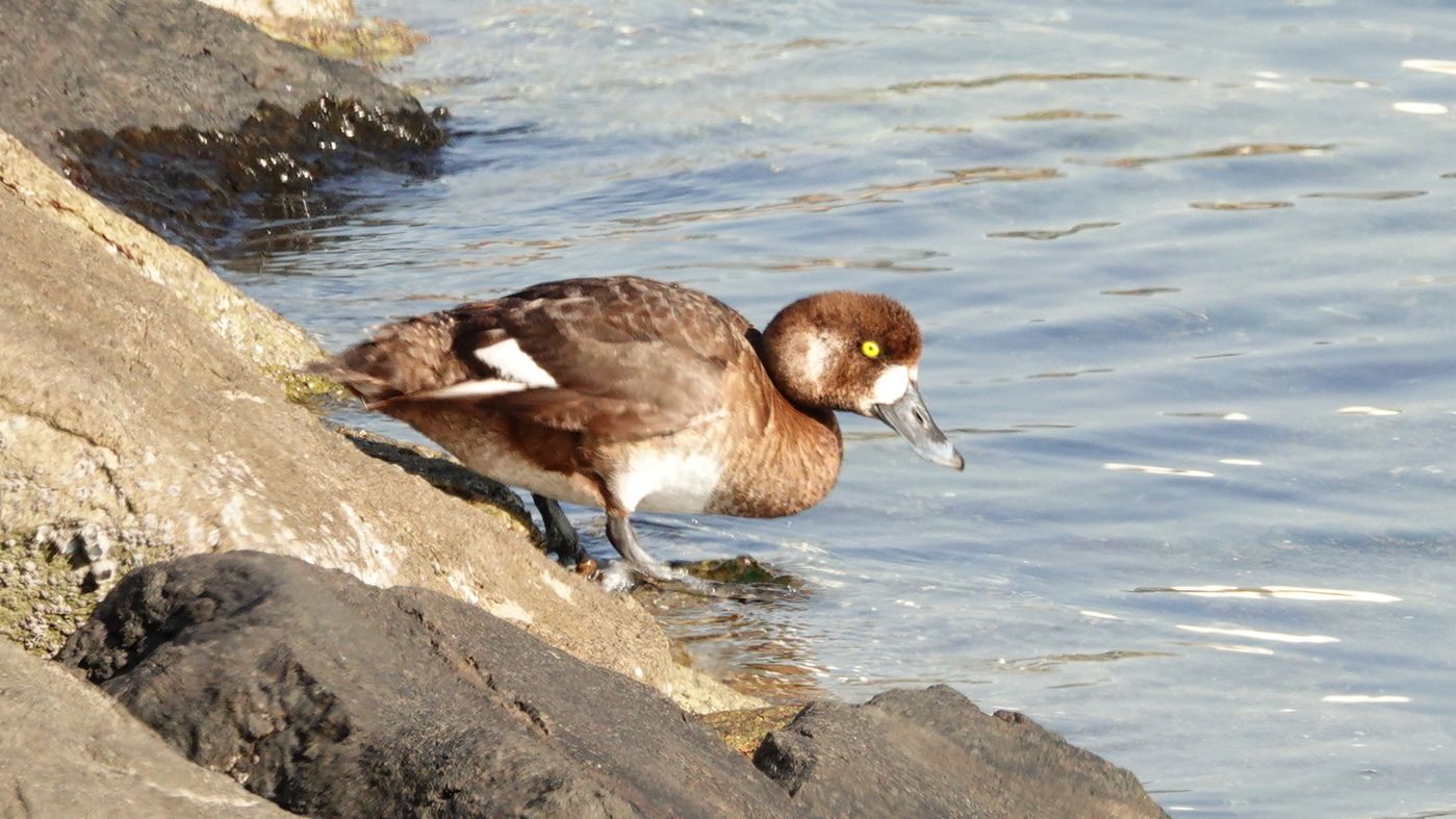 船橋三番瀬海浜公園 スズガモ アウトドア親爺の徒然日記 楽天ブログ