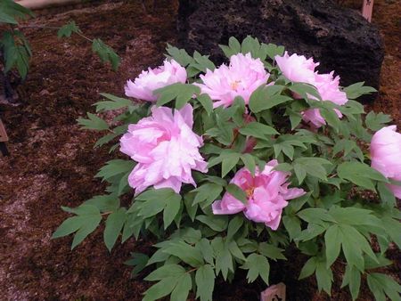 DSCF9162-o.jpg