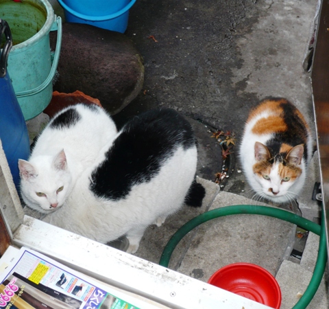 20121222ﾐﾗﾏﾏ_ﾏｽｸ_ｷﾒﾏﾏ02.jpg