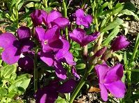 ２月２６日の誕生花 ストック 一重咲き の花言葉 逆境を克服する力 アラセイトウ 紫羅欄花 の一重咲きの花の 不変の愛 弥生おばさんのガーデニングノート 花と緑の365日 楽天ブログ