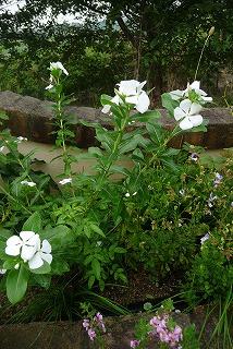 P1060105ss.jpg