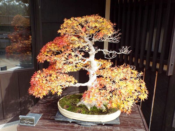 bonsai-9-b.jpg