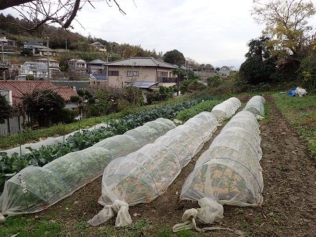 キャベツのわき芽 葉山野菜栽培記 12月上旬 暇人主婦の家庭菜園 楽天ブログ
