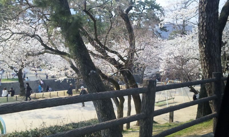 夙川桜３.jpg