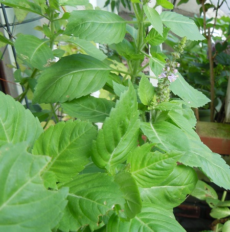 DSCN6432.JPG