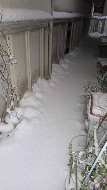 20180122_雪5.jpg