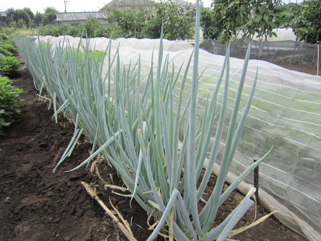 20120908ネギ.jpg