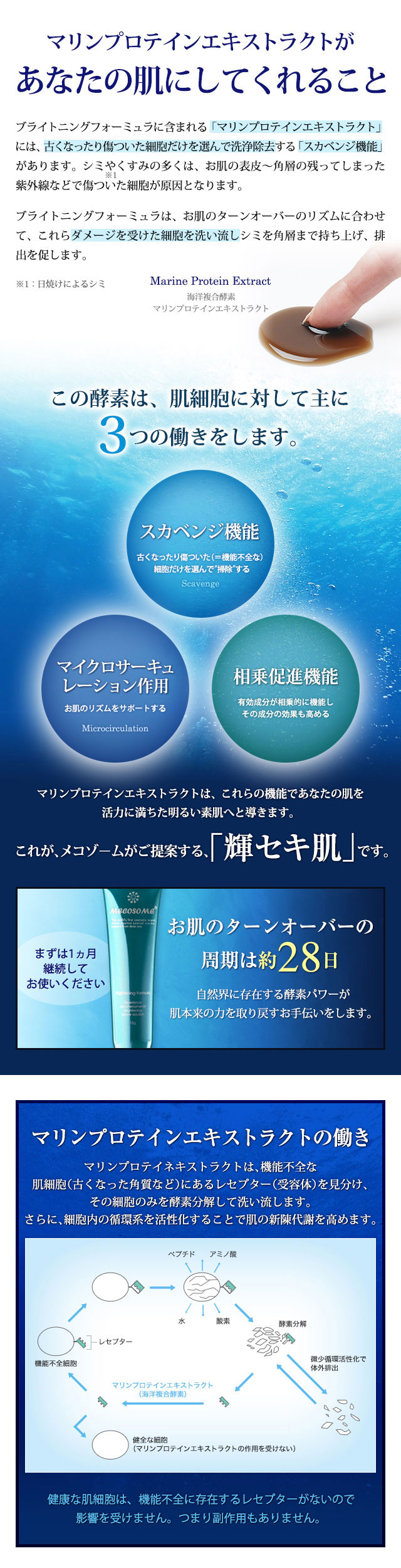 マロンプロティン.jpg