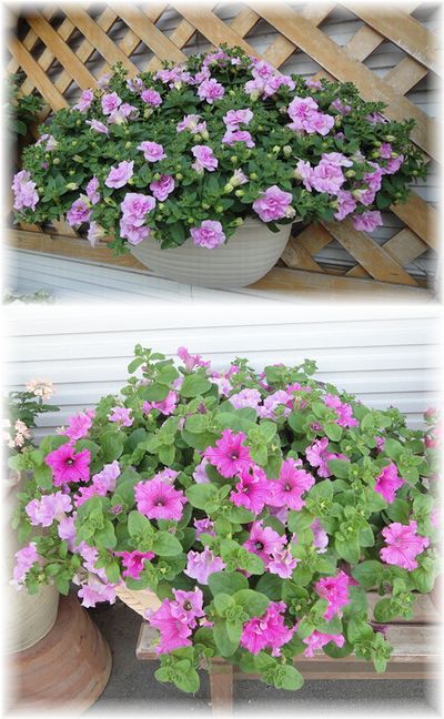 ブリエッタローズマーブルピンクとフリンジペチュニアベルサイユ