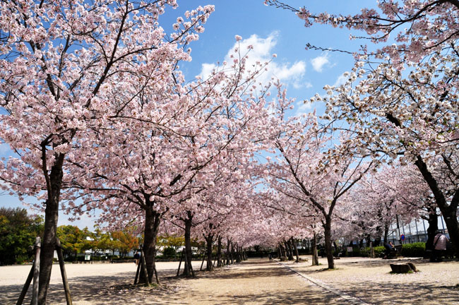 桜１