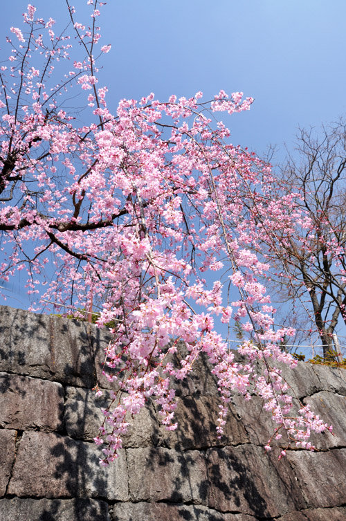 桜２