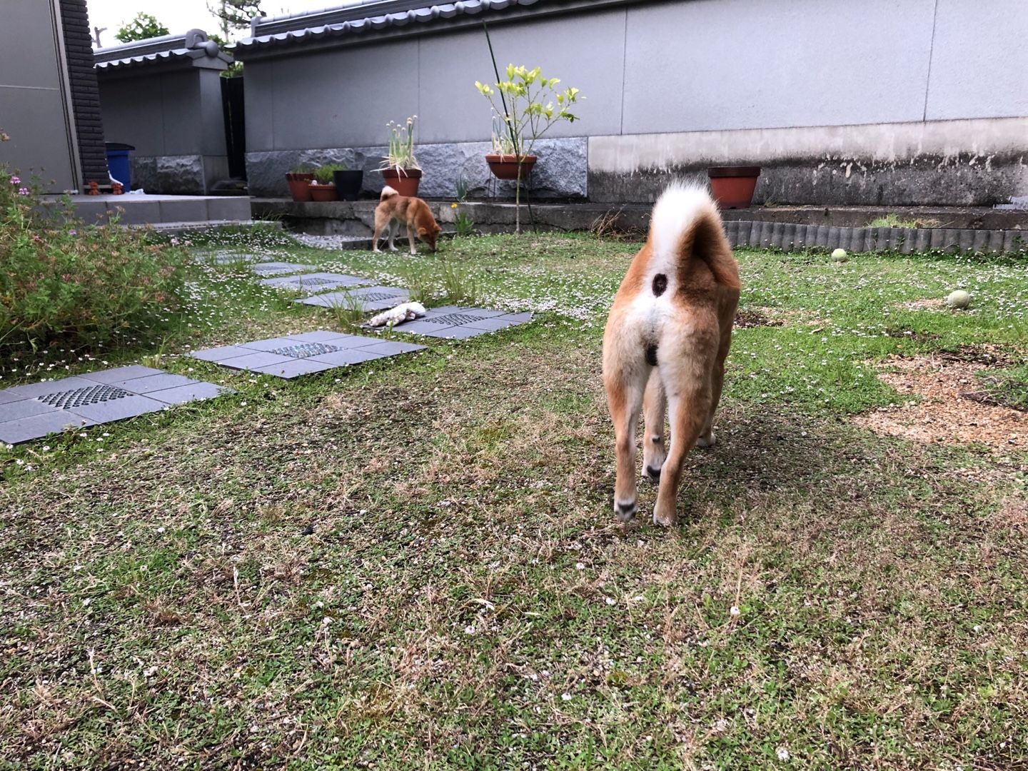 ４年放置したドッグランのクラピア 豆柴まるはなの花マル日和 楽天ブログ