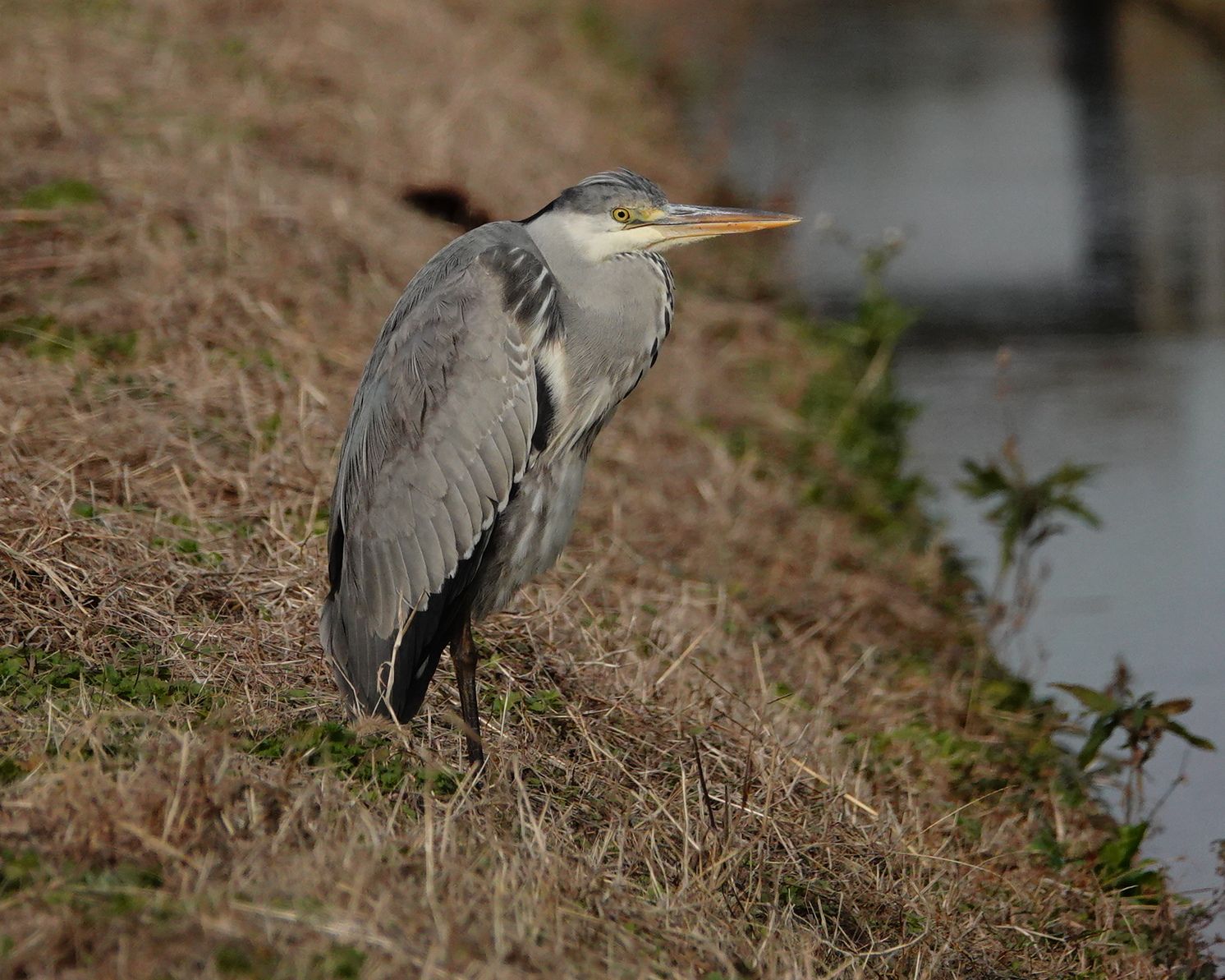 不動のアオサギ アウトドア親爺の徒然日記 楽天ブログ