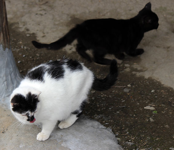 我が家のニャンコ♪2014/12/21-2