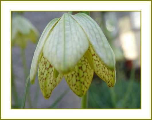 令和４年3月22日）貝母の花粋な編み笠裏模様♪​ | 花の歳時記 （天南星