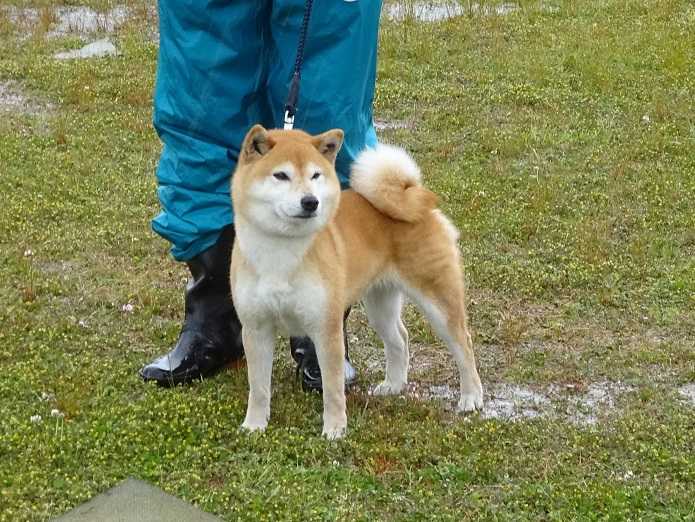 展覧会 日本犬保存会 柴楽日記 楽天ブログ