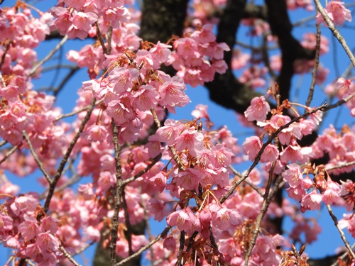 荏原神社の寒緋桜