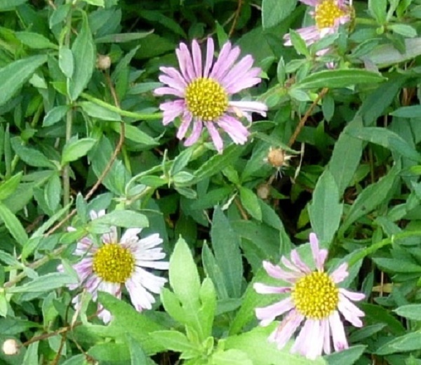 P1070049-001.JPG