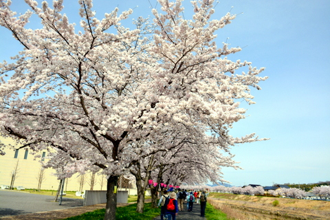 郷の音ホ－ル手前にて桜