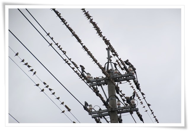 瑞樹団地-9 スズメ-9 16.1.9