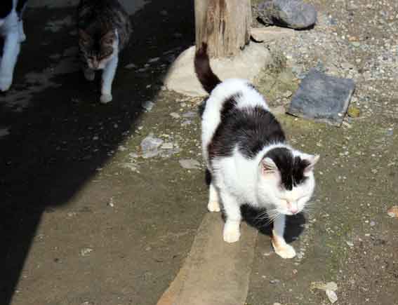 我が家のニャンコ♪2014/02/20-3