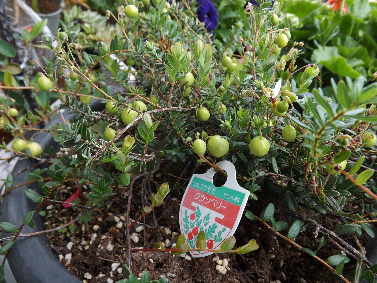 花壇が壊される クランベリー パイナップルリリー 思い出写真 湯の丸山と烏帽子岳 古ギャルの山登りとガーデニングで楽しく 楽天ブログ