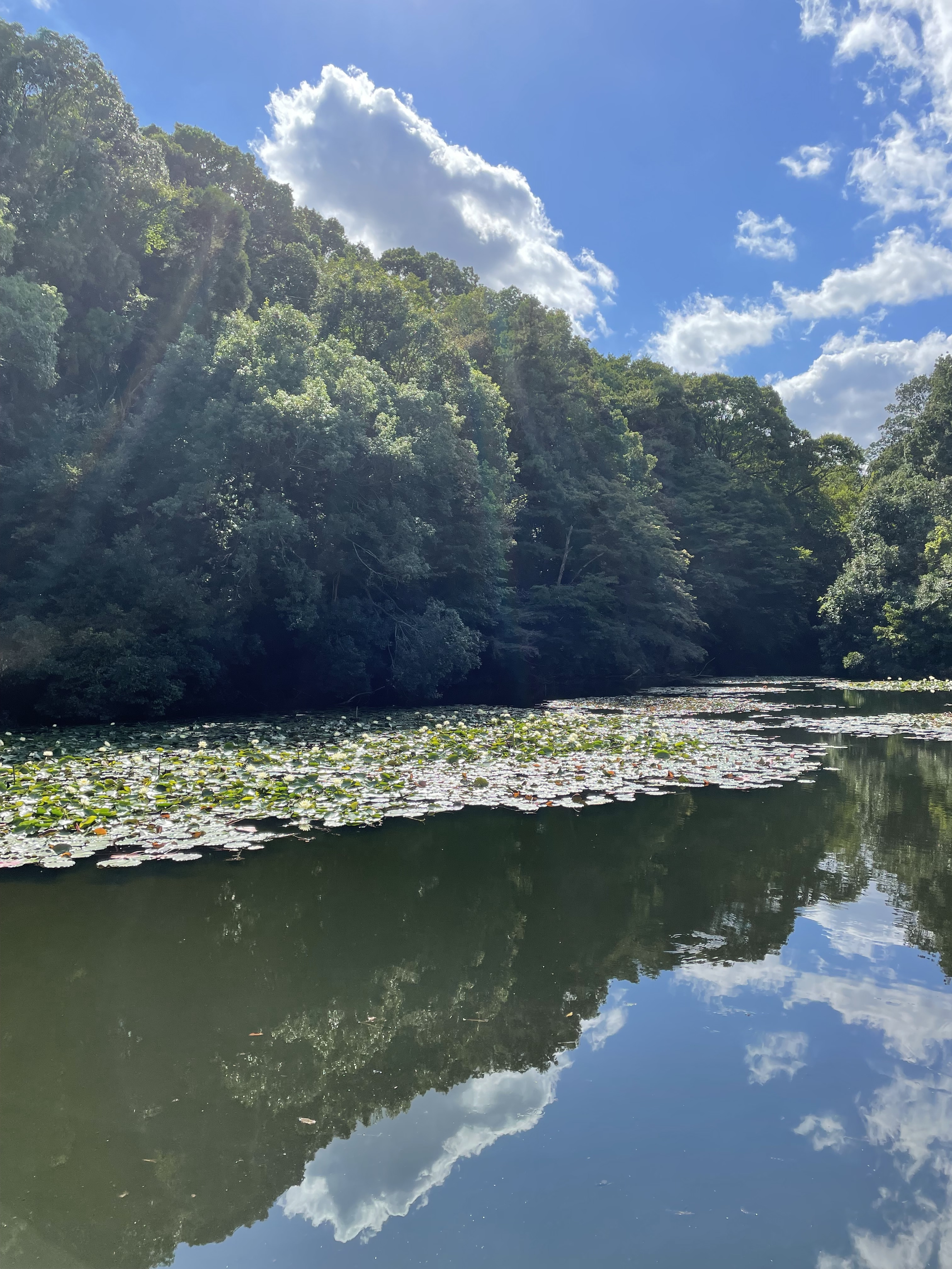 にゃんとも穏やかな日々〜猫,音楽,舞台,タロット,仕事に魅せられて〜