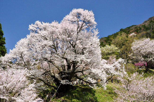 桜３