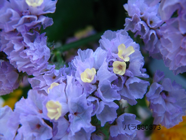 IMG_0903 - コピー.JPG