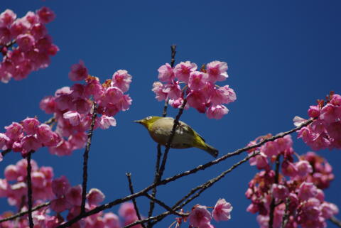 荏原神社の寒緋桜