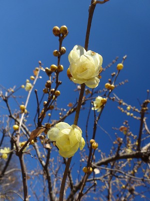 DSC02316.jpg