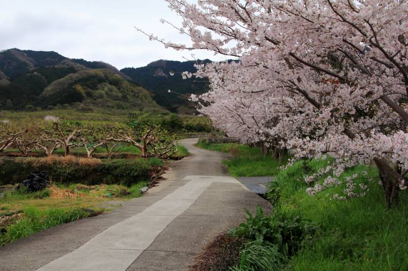 山の辺の道_007.jpg