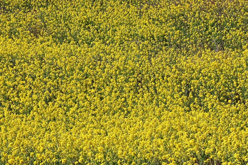 菜の花 青い空 白い雲 清多夢くらぶ 楽天ブログ