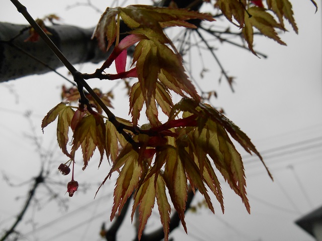 DSCN1533.JPG