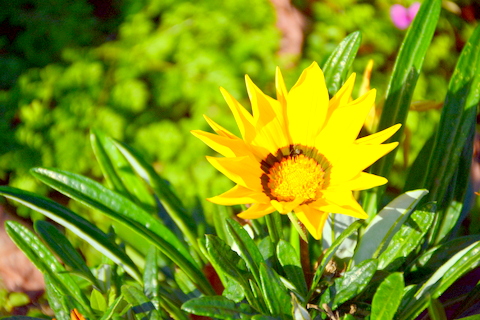 キク科の花