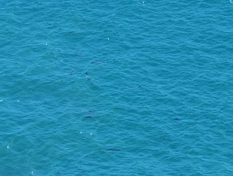 室蘭　北海道　ドライブ　地球岬　イルカ　クジラ