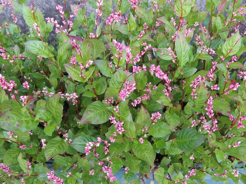 1月5日 1月の花 その１ Gazengamaのブログ 散歩中に出合った花と趣味の陶芸作品 楽天ブログ